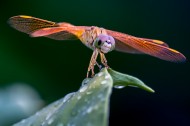 蜻蜓图片(5张)