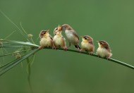 小鸟的全家福图片(10张)