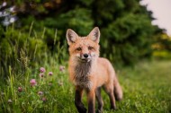 可爱的狐狸图片(13张)