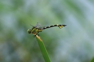 蜻蜓图片(7张)
