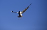 展翅的海鸥图片(6张)