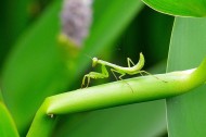 螳螂图片(9张)