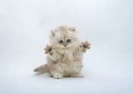 小猫的可爱搞笑动作图片(19张)