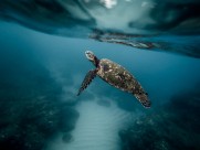 遨游的海龟图片(11张)