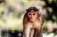 呆萌的猴子图片(12张)