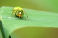 绿色的蜘蛛图片(9张)