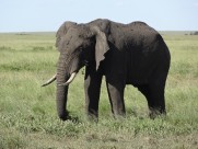 野生大象图片(14张)
