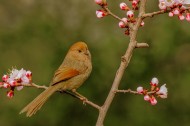 桃花树上的棕头鸦雀图片(8张)