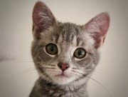 睁着大眼睛的可爱小猫图片(10张)