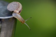 蜗牛图片(10张)