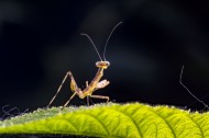 螳螂图片(10张)