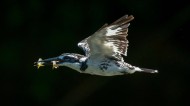 斑鱼狗鸟类图片(7张)