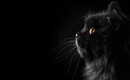 神秘的黑猫图片(9张)
