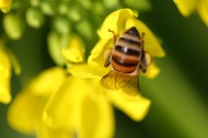 勤劳的小蜜蜂图片(6张)
