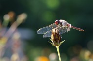 蜻蜓图片(10张)
