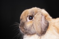 兔子特写图片(23张)