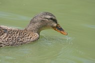 水面嬉戏的鸭子图片(15张)