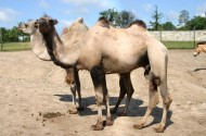 骆驼图片(21张)