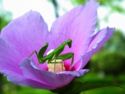 花上的螳螂图片(9张)
