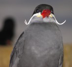 白色胡子的印加燕鸥图片(16张)