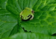 菜叶上的树蛙图片(5张)