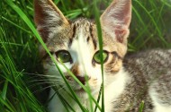 睁大双眼的小猫图片(14张)