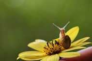 可爱的蜗牛图片(9张)