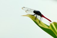 蜻蜓图片(6张)