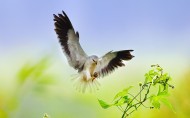 黑翅鸢鸟类图片(12张)