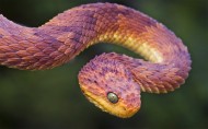 爬行动物蛇的图片(15张)