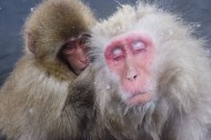 可爱猴子图片(13张)