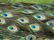光鲜的孔雀羽毛图片(13张)