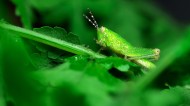 褐蝗昆虫图片(11张)