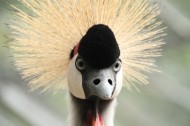 头戴皇冠的灰冠鹤图片(17张)
