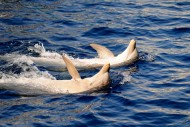 大海中海豚图片(9张)