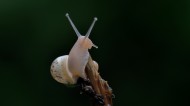 蜗牛图片(6张)