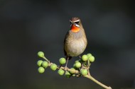 靓丽的红喉歌鸲鸟类图片(7张)