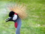 西非冠鹤鸟类图片(9张)