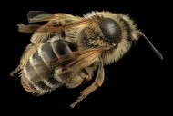 蜜蜂高清放大特写图片(15张)
