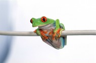 可爱青蛙图片(28张)