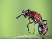 微拍山蚂蚁图片(6张)