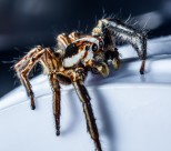 一只蜘蛛高清图片(11张)