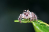 恐怖蜘蛛图片(8张)