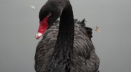 悠闲的黑天鹅图片(18张)