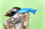 蓝蜗牛图片(6张)