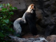 粗壮的大猩猩图片(12张)