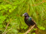 紫翅椋鸟图片(5张)
