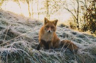 可爱的野生狐狸图片(6张)