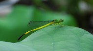 停留在荷叶上的黄色小蜻蜓图片(8张)