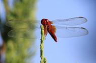 蜻蜓图片(9张)